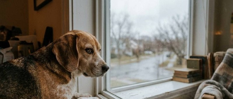 Bored Dog? 10 Fun and Engaging Activities to Stimulate Yo...
