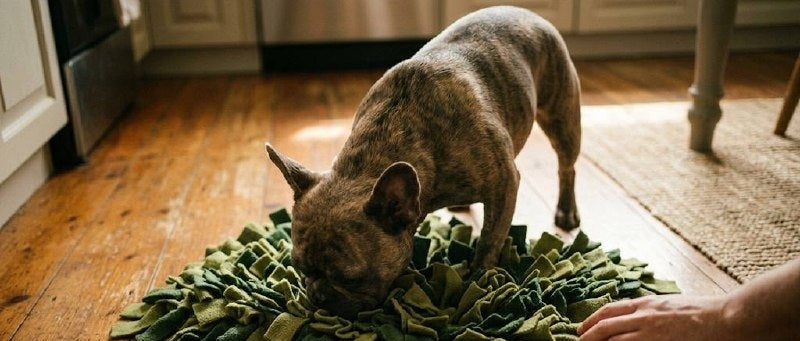 Snuffle Mat Benefits: Why Your Dog Needs Mental Enrichment
