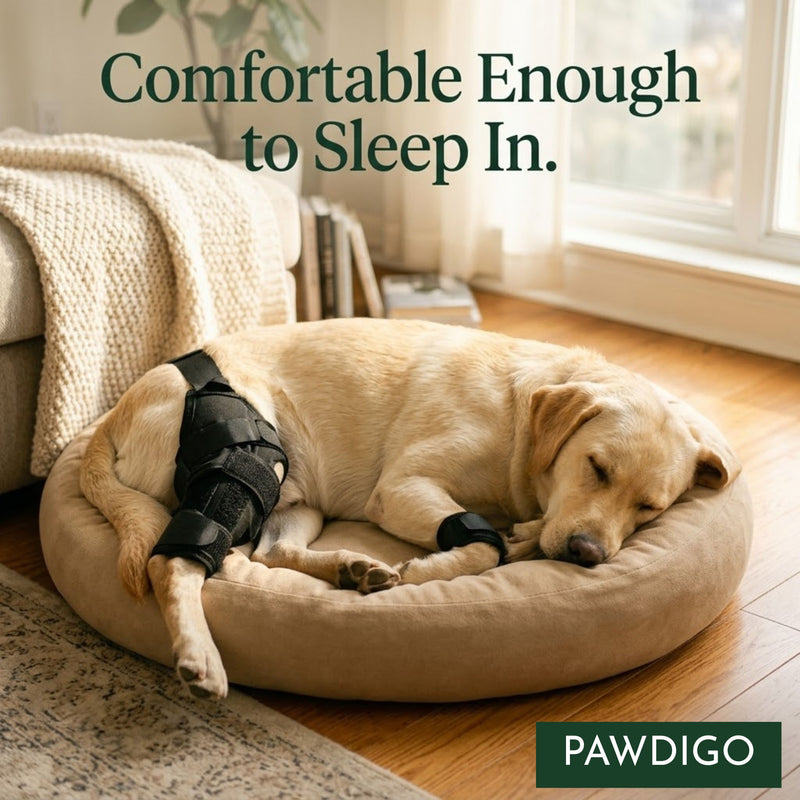 Dog wearing Pawdigo adjustable knee brace for hind leg joint support